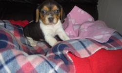 Beagle puppies 2 litters available DOB 03-31-2011 READY for release 05-26-2011 to new families.AKC 13" classic tricolored Black Tan and White. Shots and worming up to date and current & completed. Looking for new forever familes. Puppies will come with