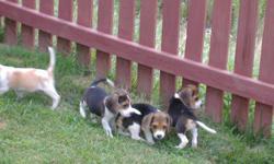 Adorable 8 week old Beagle Puppies. There are 6 tri-color pups and 1 white and tan male. The father is a tri-color beagle and mom is a white and tan beagle. They have received their first shots and have been de-wormed. There is a $75.00 fee to cover meds,