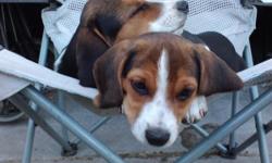 Purebred Beagle puppies. 11 weeks old. CKC registered. Shots and dewormings up to date. Very playful. Love kids. Family raised. Own mother and father. Male $325 Female $375
For more info call (715)497-8089