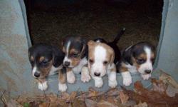 Beagle puppies looking for their forever homes! They have had their 1st set of shots and have been dewormed twice. They are purebred beagles, but no papers. We have 4 left... 3 tri colored females, and 1 lemon/white male. They are super cute and friendly!