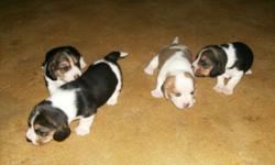 I have four pure bred beagle puppies for sale 2 females which are $300 obo. and 2 males which are $250 obo. They are ready to go they have been wormed and the mother I have papers on. If interested you can contact me at 540-560-9358 ask for Linda or