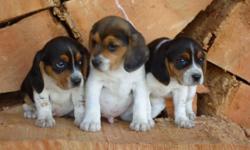 We have 3 tri-colored beagle puppies. There is 2 males and 1 female. Both parents are on site. They have been wormed and will have there first shots. They come out of good hunting stock or will make really good pets.