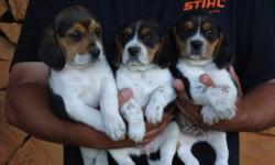 Three tri-colored beagle puppies, 2 males and 1 female. Both parents are on site. They are up to date on there shots and have been wormed. They come out of great hunting stock and would also make really good pets.