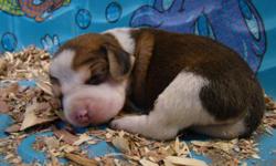 We have 11 purebred Beagle Puppies for sale. 5 Female, 6 Male. Tri-color. Available June 13th. See pictures on our website www.iowabeaglepuppy.com Dewclaws removed, vaccinated and wormed. Located in North Central Iowa. Female $300, Male $275 plus tax.
