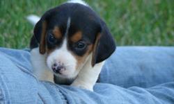 We have six purebred Beagle puppies, ready September 28th.&nbsp; Tricolor, APRI Registered, dew claws removed, all shots and worming&nbsp;up to date.&nbsp; Female $350, Male $325 plus tax.&nbsp; Located in North central iowa.&nbsp; For pictures please