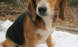 6 month old male beagle puppy for sale. CKC registered. Has had all shots.