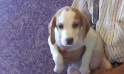 Beagle Puppy For Sale In South Florida. GREAT PRICE ONLY $199! Our Beagles for sale have all shots/dewormings up to date, health certificate, microchip and come with a free vet visit! Call (954)-452-8588 and visit www.yourpetcity.com to see our puppies