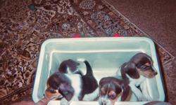 beagle pups akc champion lines, Ist shots given, wormed on request. excellent health, family raised by experience breeder. Good gard dog, family or hunters. tri- colored cuties. call bruce 4321961 fresno area
