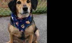 Meet Road Runner, a handsome 3 yr old beagle mix who ended up in a shelter due to a change in lifestlye with his previous family. Road Runner weighs about 35 lbs, is already neutered, very gentle, polite, walks well on leash and seems like he would be a