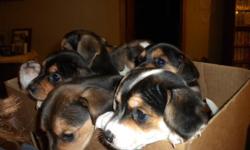 8 weeks old Beagle/terrier mix puppies , adorable ,lovable, great house pet for kids. They need loving homes.
