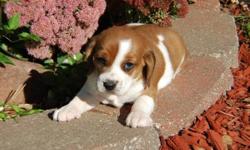 Nice Tri-Color Beagles; Prefect Family Pup;Males and Females Available; Pup's Age Only (8) -Weeks Old; Pup's Weight (2-Lbs); Up To Date Shots And Deworming; Pedigree Papers; MIcropchip With Pup's ID; Free Grooming; Florida Health Certificate; (1) Year