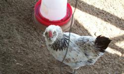 **CALL**The Georgia Mad Hatcher,
&nbsp;we are hatching chicks every week this week we have Ameraucana Chicks $2.50 each. Next week we will have California Whites $2.50 each.
&nbsp;
Give ws a call at --