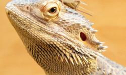 We are selling our awesome bearded dragon because it is no longer getting the attention it deserves and we have too many critters. It is in perfect health and vigorously eats crickets, meal worms and mixed greens. For $75, you get everything you need:
*