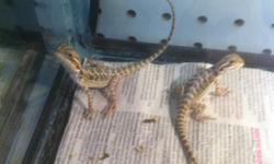 Bearded Dragons For Sale In South Florida. Very nice bearded dragon babies! GREAT PRICES! Located near Ft Lauderdale, Miami, Weston, Plantation, Pembroke Pines, and other South FL Cities. Call (954)-452-8588 and visit www.yourpetcity.com