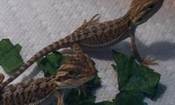 Bearded Dragons For Sale South Florida. Nice bearded dragon babies in South Florida area. Eating great and thriving. Very healthy bearded dragon lizards! Other lizard babies also available! Call (954)-452-8588 and visit www.yourpetcity.com