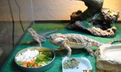 2 Bearded Dragons
Larger 1 is approx. 14 inches, the smaller 1 is approx. 10 inches.
Trying to find them a good home. This does not include the cage or anything you see with them unless you want to buy them from me. I will let the Beardy's go for free,