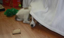 Beautiful 8 week old female Rough-Coated Collie puppy, sable/white.&nbsp; Extremely sweet and loveable.&nbsp; Lassie look-alike.