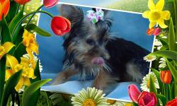 This little girl has a big personality she is very affectionate. She wants to be the center of attention. She is a pretty little girl and she knows it. She will be one that will be easily spoiled. She loves to be in your lap, or just to have you talking