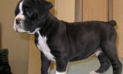 beautiful akc boxer puppies available pure breed boxers they are well socialized with kids and other house hold pets.