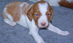 This is a full Blooded, AKC registered litter of Brittany Spaniels. Males are $400, Females are $450. Brittany's are a high energy dog that are easily trained and very good with kids. Brittany's are wonderful hunting dogs. These pups will be seven weeks