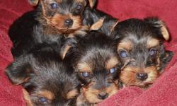 we have a beautiful litter of AKC/CKC yorkies, born june 7th that will be availible for pick up august 2... there is one male and 2, possibly 3 females remaining... mother is blue and gold and weighs 9 lbs... father is black and tan and weighs 4.2 lbs...