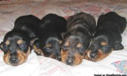 We have four beutiful AKC dachshund puppies born July 27th. They will have their first set of shots, wormed and checked by pick up date near September 23rd. There are two females, one longhair, one smooth, both black and cream, two males, one smooth blue