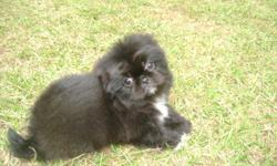 Beautiful AKC champion bloodline pekingese puppy. This little guy is ten weeks old. He is raised in a loving home with children and is well socialized with other pets. He will come with AKC reg. utd on shots and dewormings. This baby is raised strictly