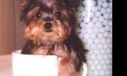 cute yorkie puppy for sale.contact only if you are in USA, no international deals