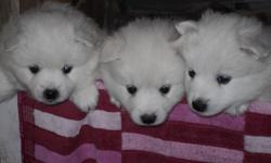 These beautiful puppies look like baby polar bears. They are affectionate and excellent with children . Highly intelligent, these dogs are easy to train. The American Eskimo ranks among the top scorers in obedience trials. Our puppies are raised in the