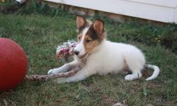 I just bought this beautiful sable and white collie puppy and found out I have to move for work and I can't take her with me.&nbsp; She is a very smart little girl.&nbsp; She is potty-trained already, goes to the door when she needs to go out.&nbsp; She