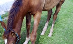 Lily is a beautiful !/2 Arab !/2 Appy 15 mnth old filly. Lily comes out of Padron and Padron Psyches bloodlines on her sires side and Barrel racing Champions from her Dams side.We do have the Dam on site if you are interested in seeing her (Dam not for