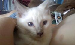 Kittens need new loving homes. Balinese are like long haired siamese. But they shed very very little if any at all! The money goes to house, feed, and help hurting homeless people get back on their feet. It is such a wonderful cause. Kittens are ready to