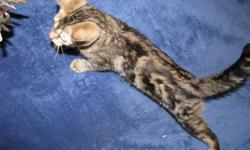 A beautiful TICA registered Bengal kitten, a playful female born 4/24/2011 with marbled pelt. She is from wonderful loving parents. She has had her first shots and is priced at $400, breeding rights are an additional $50. Bengals are an exotic breed of