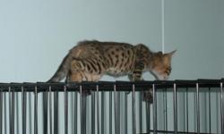 Two beautiful TICA registered Bengal kittens, a male born 4/15/2011, beautifully spotted, and a playful female born 4/24/2011 with marbled pelt. Both from wonderful loving parents. They have had their first shots. The male is priced at $250 and the female