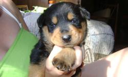 Large Purebred rottweiler puppies w/o papers. Both parents are our family pets. Family raised. Tails docked and dewclaws removed. Will have shots and deworming at 8 weeks. Born June 22,2011. 1 male and 2 females left. If you are interested please call for