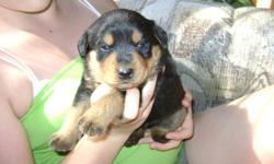 Large Purebred rottweiler puppies w/o papers. Both parents are our family pets. Family raised. Tails docked and dewclaws removed. Will have shots and deworming at 8 weeks. Born June 22,2011. 1 male and 2 females left. If you are interested please call for