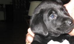 BEAUTIFUL BLACK LAB PUPPIES FOR SALE. 5 MALES AND 3 FEMALES. THE LITTER IS REGISTERED WITH THE AKC. MOTHER AND FATHER BOTH AKC REGISTERED. PUPPIES BORN APRIL 24, 2011 AND WILL BE READY TO GO HOME AFTER JUNE 10,2011. PUPPIES ARE VET CHECKED AND WILL HAVE