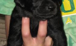 BEAUTIFUL BLACK MALE AND FEMALE AKC REGISTERED LABRADOR PUPPIES. BORN APRIL 24, 2011. BOTH MOTHER AND FATHER ARE AKC REGISTERED AND HAVE GOOD BLOOD LINES. WILL BE READY FOR ADDOPTION AFTER JUNE 10, 2011