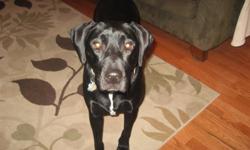 Disabled family must sell beloved family dog due to relocation.&nbsp; 3 years old female, black labrador retriever.&nbsp; Dog is crate trained, can sit, stay, spayed with microchip.&nbsp; All shots up to date and she is paid up at Banfield Hospital Pet