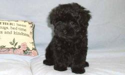 The most popular designer dog and for good reason. They are perfect. She was born on August 24th. I have 1 Female. Little Teddy Bear face cuties. She will look like a puppy her whole life. She is fun, frisky, and cuddly. She is easier to train than a pure