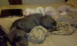 I HAVE A 1.5 YEAR OLD BLUE FEMALE PIT THAT I ABSOLUTLY LOVE BUT I AM FORCED TO SELL HER WITH NO WAY AROUND IT. SHE IS EXTREAMLY LOVING AND LOVES TO EXPRESS IT. HER PAPERED NAME IS "MY LITTLE PRINCESS BELLA" OR BELLA FOR SHORT SHE IS SOLID CHOCOLATE WITH A