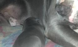 Blue nose pit bulls very lovable, looking for good home a perfect Christmas 6 males 3 females