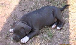 I have 7 registered blue pitbull puppies for sale. 8 weeks old on June 8th. 4 blue girls and 2 blue boys and 1 fawn girl. They have been wormed and have first shots. Get one for Fathers Day. Last 2 pics are mom and dad.