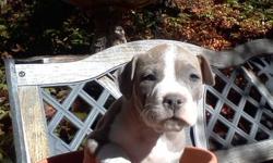 We have 4&nbsp;beautiful bluenose pitbull puppies&nbsp; left.&nbsp; There are (2) males and (2) females.&nbsp; They have their first set of vaccines, deworming and have been treated for fleas and ticks.&nbsp;&nbsp; Small rehoming fee will apply to ensure
