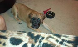 I have 1 male bullmastiff puppy. He is 100% purebred, House Trained. knows his basic commands and then some. Abosolutly adores children. he is however a very large puppy and nowhere near done growing. He was born 3/22/11 has has his shot records. 2