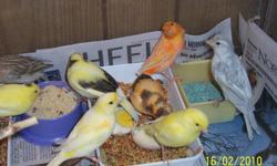 Young, unsexed canaries $35 each, mature males or females, $50 each. Call 561-586-1611