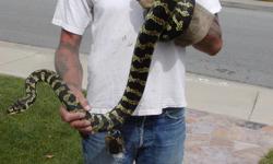 5 and a half foot long carpet python with 2`x2`x4` terrarium enclosure. Snake is easy to handle and I want to find him a good home.