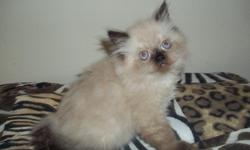 I Have 3 Beautiful Doll Face Seal Point Himalayan/Persian Kittens . 3 Females 9 weeks old
first shots wormed and vet checked , kittens are CFA Registered asking $200 obo
we are in Yakima if interested call 509-576-4350