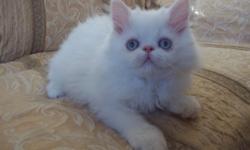 Beautiful white Persian kitten with blue eyes male 11 weeks old he is up to date on shots he is cfa papered he will make some one a very nice pet litter box trained. asking $200. we are in Yakima if interesed call 509-576-4350