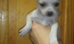 &nbsp;
Beautiful chihuahuas for sale
They are very playful and a joy to have around
They are the PERFECT holiday gift.
They are also&nbsp;de-wormed and have already had their first shot
They're 10 weeks old&nbsp;:)
and there is 3 girls and 2 boys.
Please